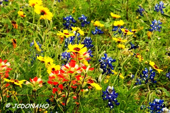 Texas Mixed Wildflowers