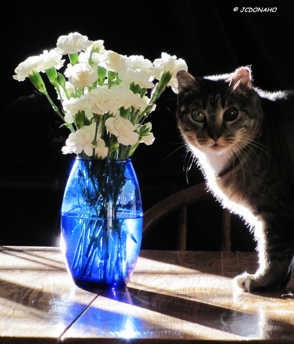 Cat and Carnations
