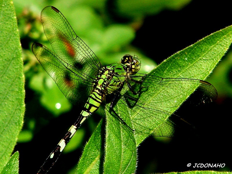 Dragonfly