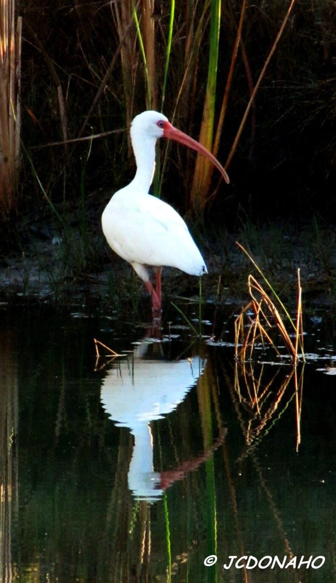 Reflections - White Ibis