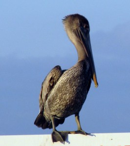 Young Brown Pelican at Galveston