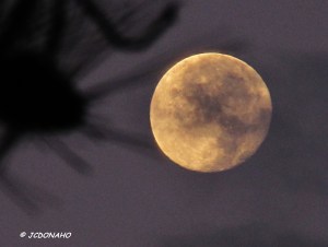 Moon set with clouds and pine tree