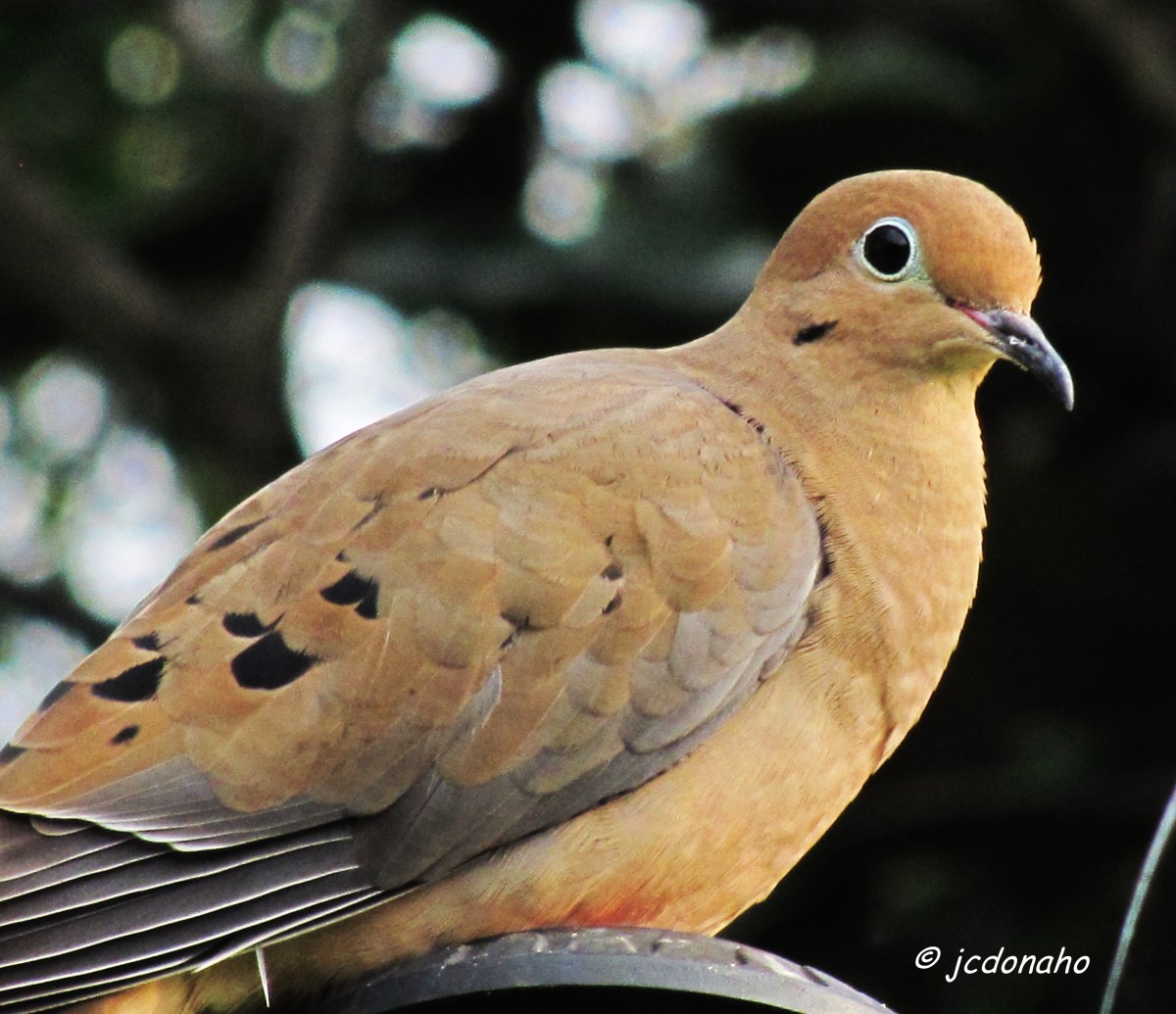 Mourning Dove
