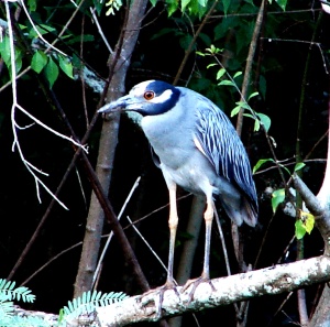 Night Heron