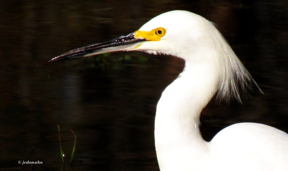Snowy Egret
