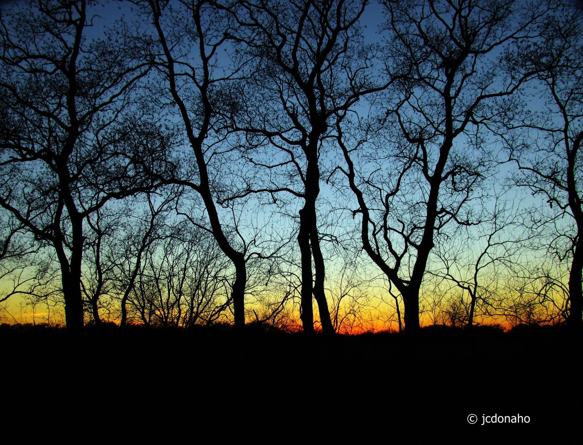 Trees and Sky