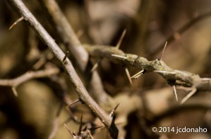 Bougainvillea thorns